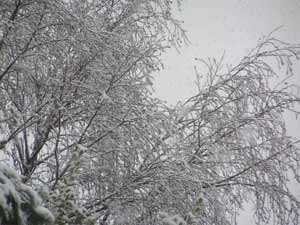 Snowy trees again