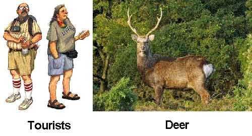 Tourists and Deer