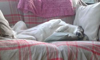Penny nearly asleep