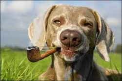 Dog smoking pipe