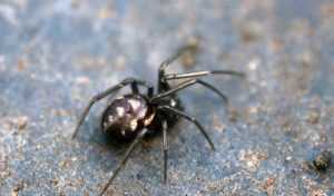 false-black-widow-1