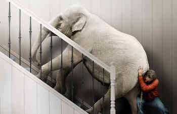 Elephant on the stairs