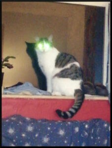 Cat Malone