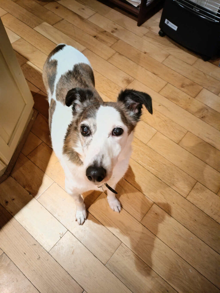 Penny